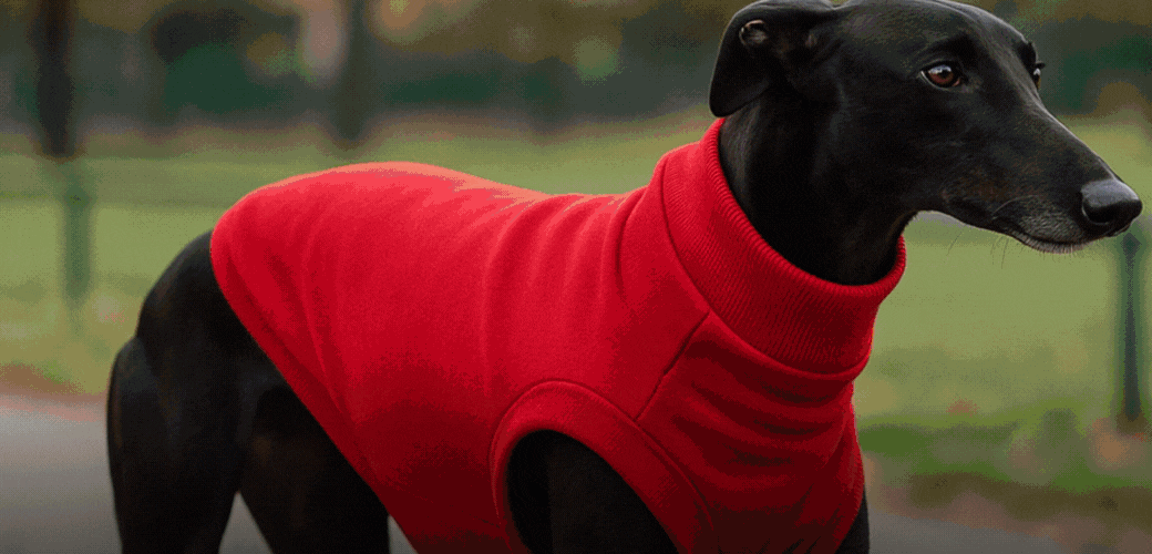 Colección de Ropa para Perros y Gatos